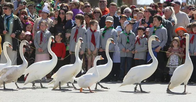 A flock of twenty swans and a few geese parade from their winter home to the Avon River in Stratford, Ontario, Sunday, April 12, 2015. (Photo by Dave Chidley/The Canadian Press via AP Photo)