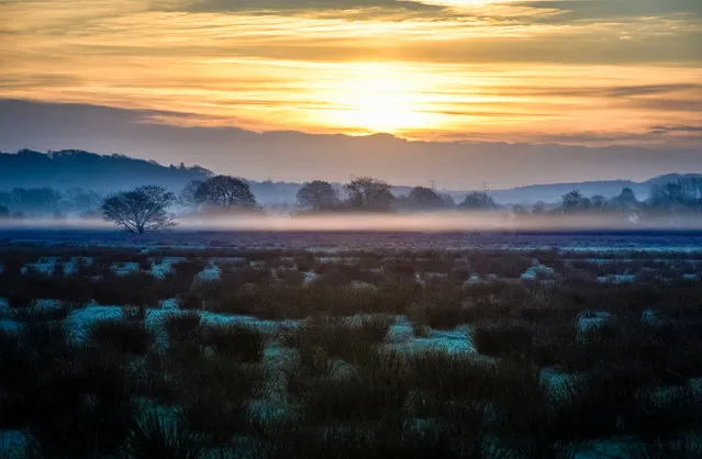 Low mist picks up the colour of the sky just before sunrise on the Somerset Levels near Glastonbury in Somerset, UK on February 17, 2016. (Photo by Ben Birchall/PA Wire)