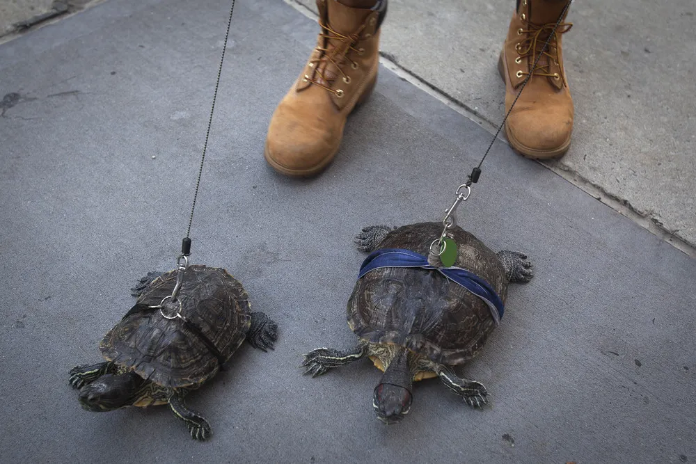 Chinese Pet Pig and other Unusual Pets