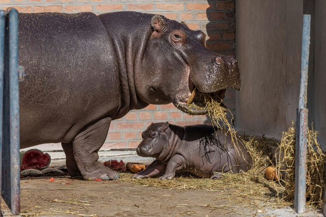 A baby hippo born on August 13 sits next to its mother Julka in their enclosure at Belgrade's Zoo, Serbia, September 9, 2021. (Photo by Marko Djurica/Reuters)