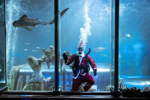 An employee of the SEA LIFE Blackpool aquarium dressed as Father Christmas swims in the attraction’s large ocean tank as the sea creatures are fed, in Blackpool, northern England on December 14, 2022. The aquarium is home to more than 2,000 creatures, including many rare and endangered species. Amongst other fish, the ocean tank is home to: Giant Green Sea Turtles, Black Tip Sharks, White Tip Sharks, Stingrays, Shovel Nose Sharks, Nurse Sharks. (Photo by Oli Scarff/AFP Photo)