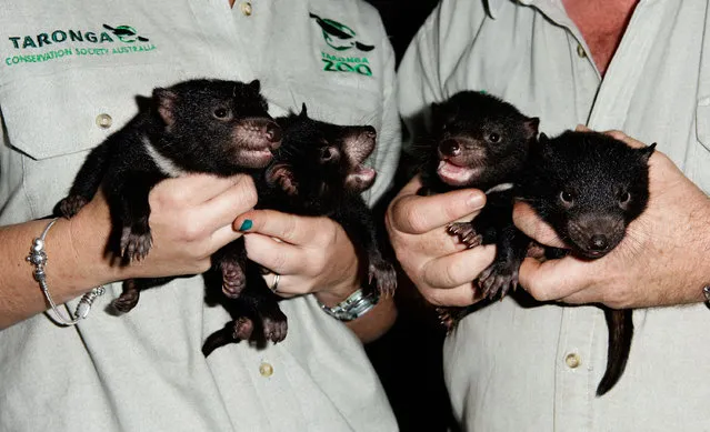 Three male and one female Tasmanian Devil joeys are seen at Taronga Zoo on October 22, 2009 in Sydney, Australia. (Photo by Brendon Thorne/Getty Images)