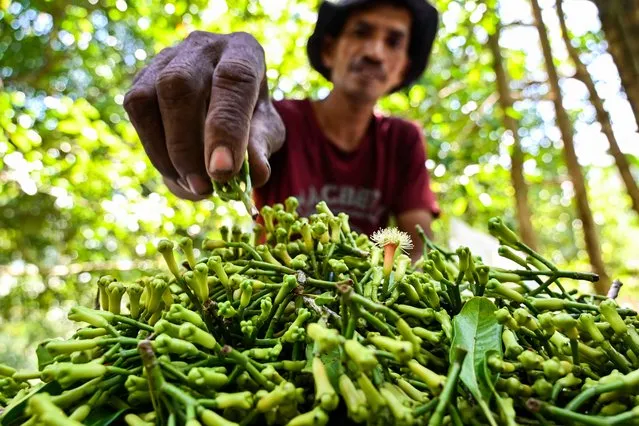 A farmer collects cloves during harvest at a forest in Lhoknga, Indonesia's Aceh province on January 30, 2024. (Photo by Chaideer Mahyuddin/AFP Photo)