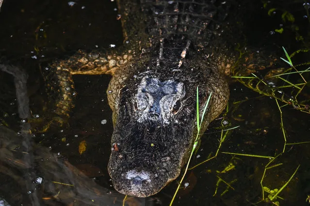 A alligator is seen hiding under a wood log in Everglades wetlands in Everglades National Park, Florida on September 30, 2021. The largest wetland in the United States is the battleground for one of the largest ecological conservation efforts in the world But time is running short, and global warming is threatening a subtropical wilderness that is home to more than 2,000 species of animals and plants. (Photo by Chandan Khanna/AFP Photo)