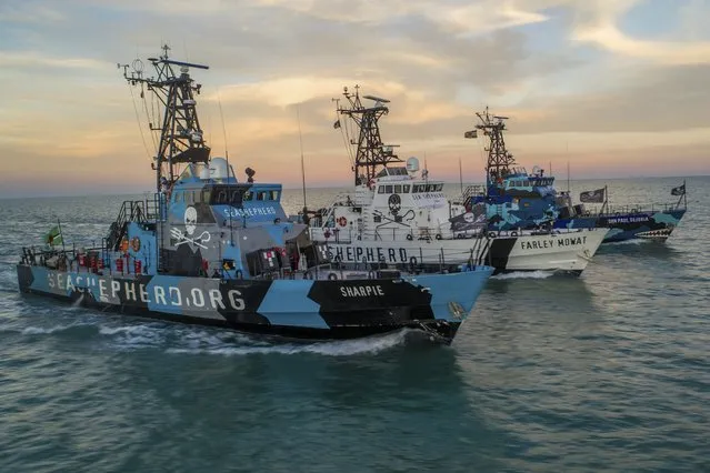 In this photo provided by Sea Shepherd organization, three ships manned by the Sea Shepherd organization cruise the waters of the Gulf of California, Monday March 5, 2018. Experts said Wednesday that at most only 22 vaquitas remain in the Gulf of California, where a grim, increasingly violent battle is playing out between emboldened fishermen and the environmentalist group Sea Shepherd for the smallest and most endangered porpoise in the world. (Photo by Sea Shepherd via AP Photo)