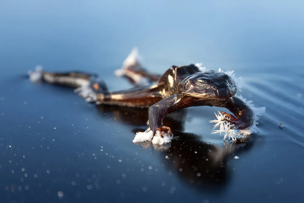 Frozen Frog by Svein Nordrum