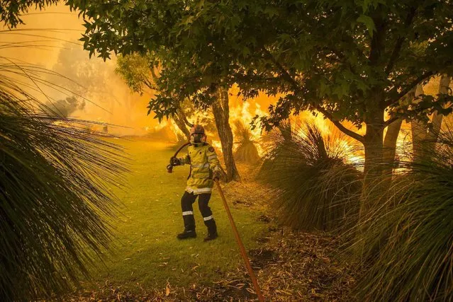 A firefighter is pictured among burning trees as he battles wildfires in Banjup, a suburb of Perth, Western Australia, February 3, 2014. A bushfire continues to burn out of control, threatening lives and homes in Perth's southern suburbs, according to local news reports. (Photo by Reuters/Department of Fire and Emergency Services)