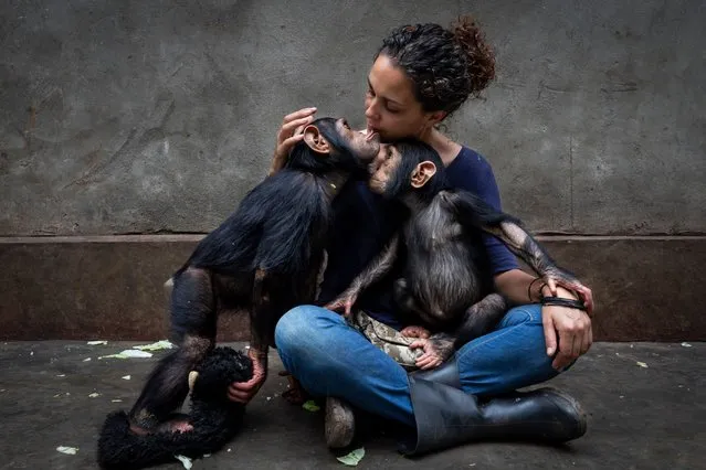 Winner, photojournalist story award. The healing touch, from community care, by Brent Stirton, South Africa. The director of the Lwiro Primate Rehabilitation Centre, in Kinshasa, cuddles a chimp orphaned by the bushmeat trade. Young chimps are given one-to-one care to ease their psychological and physical trauma. These chimps are lucky, as fewer than one in 10 orphans are rescued. Many people rely on meat from wild animals – bush meat – for protein, as well as a source of income. Many staff at the centre are survivors of military conflict in the Democratic Republic of the Congo. (Photo by Brent Stirton/Wildlife Photographer of the Year 2021)