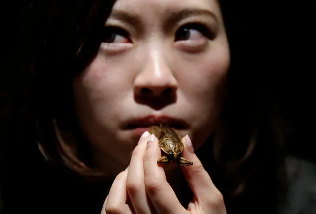 A woman tries to eat a water bug at a bar in downtown Tokyo, Japan, February 12, 2017. (Photo by Toru Hanai/Reuters)