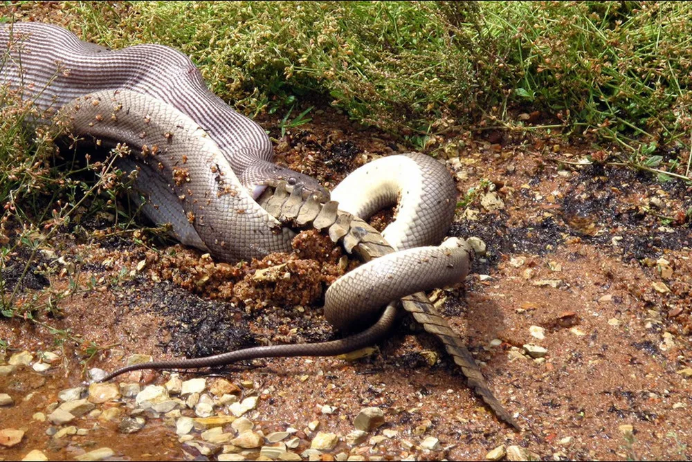Python Meets a Crocodile See what Happened Next