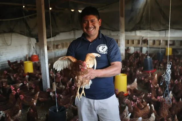 Eduardo Jimenez, a former undocumented immigrant and founder of the NGO Grupo Cajola stands in an egg farm cooperative on February 11, 2017 in Cajola, in the western highlands of Guatemala. Some 70 percent of the men in the town have left to work as undocumented immigrants in the United States, many of them leaving behind their families. (Photo by John Moore/Getty Images)
