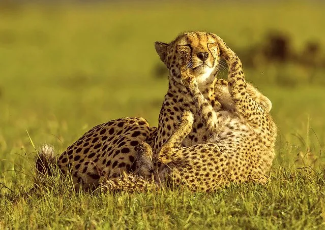 A cheetah cub playfully pounces on its mother, then gives her a hug in a heartwarming show of affection at Maasai Mara National Reserve, Kenya in April 2024. Female cheetahs tend to live a solitary life when they reach adulthood, only regaining a social life when raising their own cubs. (Photo by Manoj Shah/Solent News & Photo Agency)