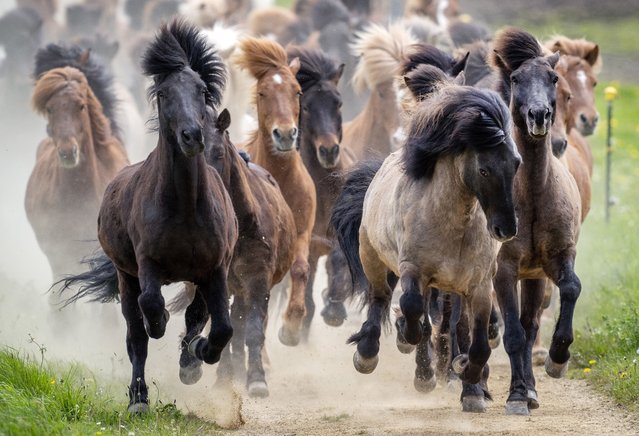 Icelandic horses are driven to their paddock for the first time in the season in Wehrheim near Frankfurt, Germany, Sunday, April 28, 2024. (Photo by Michael Probst/AP Photo)