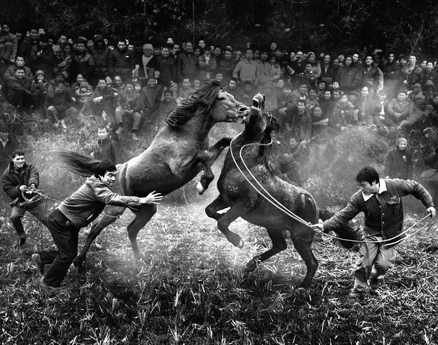 Horse Fighting In China