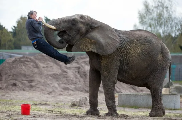 Female elephant Benji uses her tusks to lift zookeeper Stefan Frank prior to a foot care at the Stukenbrock zoo in Schloss Holte-Stukenbrock, Germany, Tuesday, April 19, 2016. (Photo by Friso Gentsch/DPA via AP Photo)