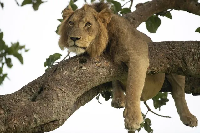 A lion naps draped across two branches of a tree with his paws and tail dangling down. The stunning photo was taken at the Queen Elizabeth National Park in Uganda where he is one of the main attractions. Lions are not known for their tree climbing skills unlike other big cats such as leopards. But that did not stop this lion who clearly used tree climbing to cool down in the warm afternoon sun. (Photo by South West News Service)