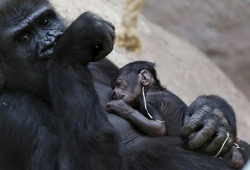 Czech Zoos Welcomes the Adorable Babys