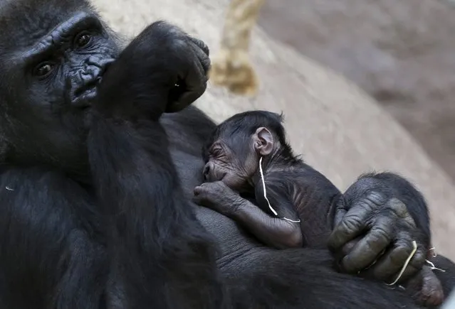 Shinda, a western lowland gorilla, holds her newborn baby in its enclosure at Prague Zoo, Czech Republic, April 24, 2016. (Photo by David W. Cerny/Reuters)
