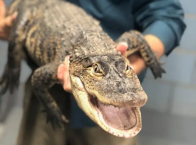 An American alligator measuring over five feet long, captured in a Chicago lagoon after eluding officials for nearly a week, is shown in Chicago on July 16, 2019. (Photo by City of Chicago via Reuters)