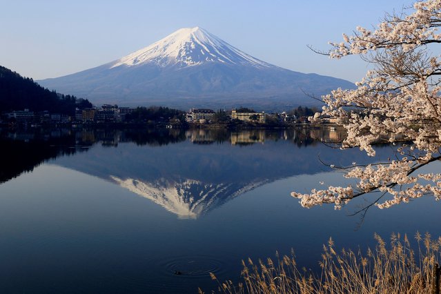 General view of cherry blossom trees with Mount Fuji in the background at Lake Kawaguchiko, Fujikawaguchiko, Japan, on April 14, 2024. (Photo by Carlos Perez Gallardo/Reuters)
