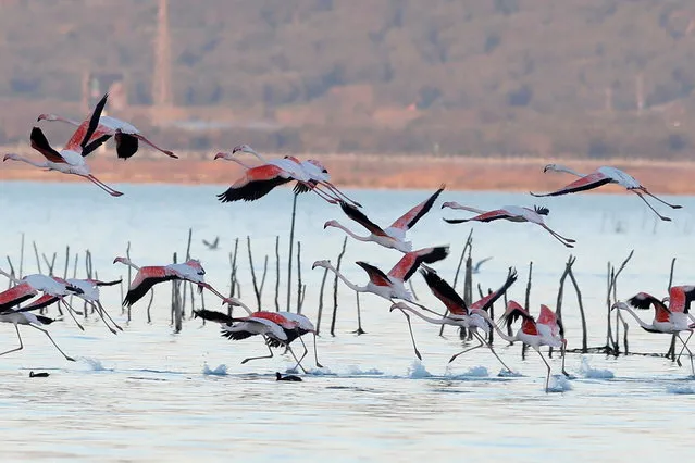 Flamingos are seen at the Vjosa-Narte Protected area in Vlora, Albania, January 15, 2022. (Photo by Florion Goga/Reuters)