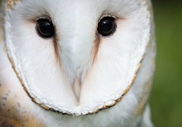 A barn owl, at Moccasin Lake Nature Park on Tuesday, June 18, 2024, in Clearwater, Florida. (Photo by Douglas R. Clifford/Tampa Bay Times/ZUMA Press Wire/Rex Features/Shutterstock)