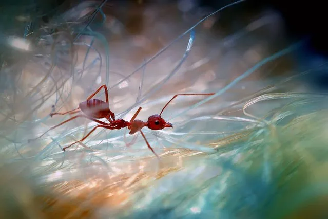 You rarely get the opportunity to get up close and personal with a tiny insect. Indonesian photographer Nordin Seruyan helps us to look past the creepy-crawlies of insects and focus on their delicate beauty. In brilliant color and sharp focus, Seruyan captures the insects in his garden. From butterflies and mantises to beetles and snails, the creatures of Southeast Asian get your full focus. (Photo by Nordin Seruyan)