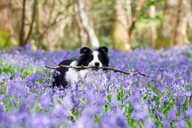 Bonita the border collie sticks out in the bluebells at Kingley Vale, Chichester in West Sussex, England in the last decade of April 2024. (Photo by Trevor Adams/Matrix Pictures)
