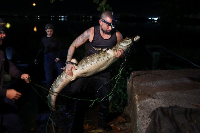 Phillipi Dutra, technician of the Jacare Institute, carries a Broad-snouted caiman (Caiman latirostris), as part of the work for the preservation and rescue of caimans native to the Jacarepagua lagoon complex, which are endangered due to urban expansion and sewage pollution, in Rio de Janeiro, Brazil on June 24, 2024. (Photo by Pilar Olivares/Reuters)