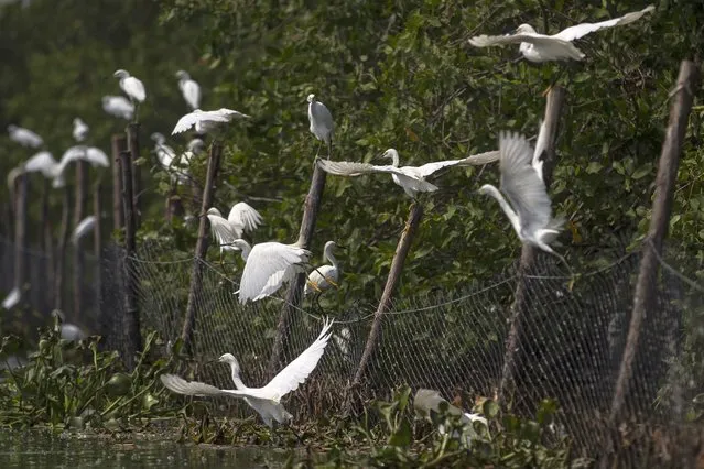 Egrets fly near the garbage protection fence installed in the Camorim lagoon mangrove in Rio de Janeiro, Brazil, Wednesday, March 16, 2022. The new concessionaire for sewage in the area of Rio de Janeiro that hosted the 2016 Olympics has started works to clean as many as 12 lagoons and wetlands stretching along the coast. (Photo by Bruna Prado/AP Photo)