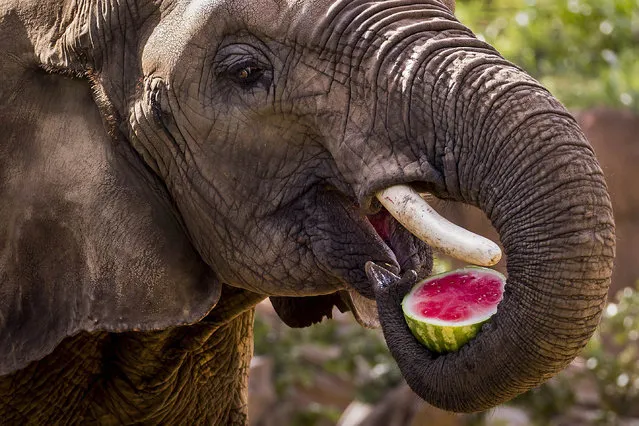 In a Friday, July 10, 2015 photo, Dallas Zoo elephant Congo eats a half of a watermelon at the zoo. The Dallas Zoo's Animal Nutrition Center prepares animal diets daily for more than 2,000 animals at the zoo and the Children's Aquarium. (Photo by Smiley N. Pool/The Dallas Morning News via AP Photo)
