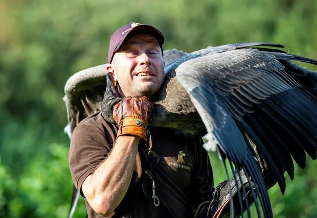 Peter Wenzel trains the young condor Molina in the Eagle Reserve in Bindslev, Denmark, August 27, 2019. (Photo by Henning Bagger/Ritzau Scanpix via Reuters)