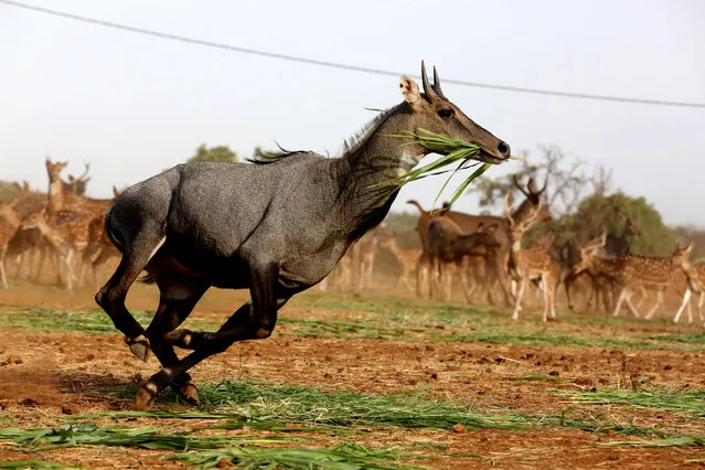 A Nilgai or blue bull (Boselaphus tragocamelus) runs with grass in its mouth at the Van Vihar National Park in Bhopal, India, 27 May 2017. Van Vihar which was declared a national park in 1983, covers an area around 445.21 hectares. Although having the status of a national park, Van Vihar is developed and managed as a modern Zoological Park. The animals are kept in their near natural habitat. Most of the animals are either orphaned brought from various parts of the state or are exchanged from other zoos. (Photo by Sanjeev Gupta/EPA)
