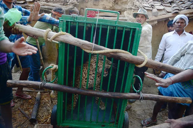 Indian villagers and forest officials use a cage to carry a leopard after it was caught in Dalapur village near Allahabad on May 31, 2017, after four people were injured in leopard attack. (Photo by Sanjay Kanojia/AFP Photo)
