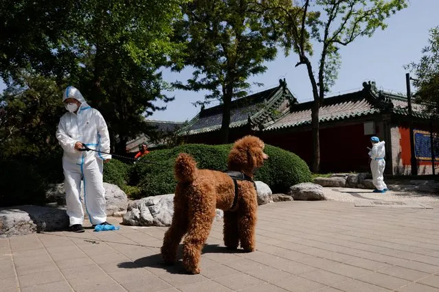 A worker wearing personal protective equipment (PPE) holds a dog on a leash near a makeshift nucleic acid testing site amid the coronavirus disease (COVID-19) outbreak in Beijing, China May 3, 2022. (Photo by Carlos Garcia Rawlins/Reuters)