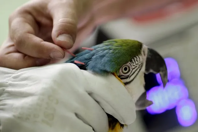 A blue-throated macaw receives acupuncture and laser therapy treatment at the veterinary hospital in Brasilia Zoo, July 30, 2015. (Photo by Ueslei Marcelino/Reuters)