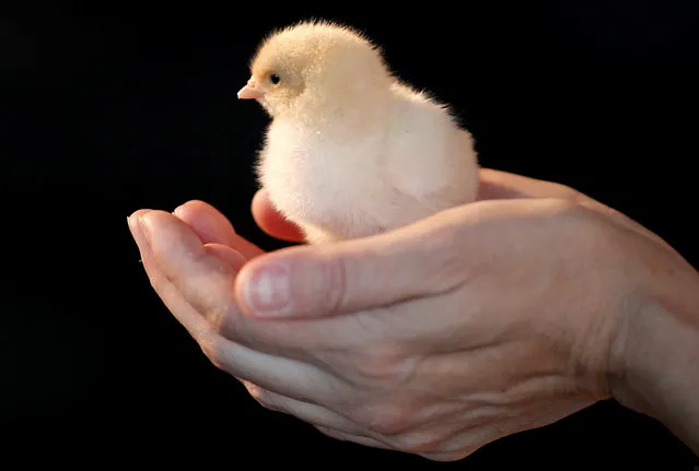 A man holds a chick as billionaire philanthropist and Microsoft's co-founder Bill Gates (unseen) speaks to the media in front of a chicken coop set up on the 68th floor of the 4 World Trade Center tower in Manhattan, New York, U.S., June 8, 2016, while announcing that he is donating 100,000 chicks with the goal of ending extreme poverty. (Photo by Mike Segar/Reuters)