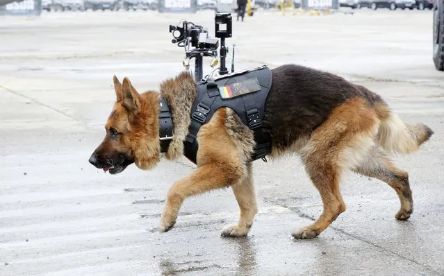Explosives sniffing dog named Dino prepares to check a Romanian Army stand during the first day of the Black Sea Defense & Aerospace Exhibition 2022 (BSDA) in Bucharest, Romania, 18 May 2022. More than 380 companies from the fields of defense, security and aerospace from 32 countries display products and equipment during the BSDA 2022, one of the largest defense bi-annual exhibitions held in Eastern Europe. (Photo by Robert Ghement/EPA/EFE)
