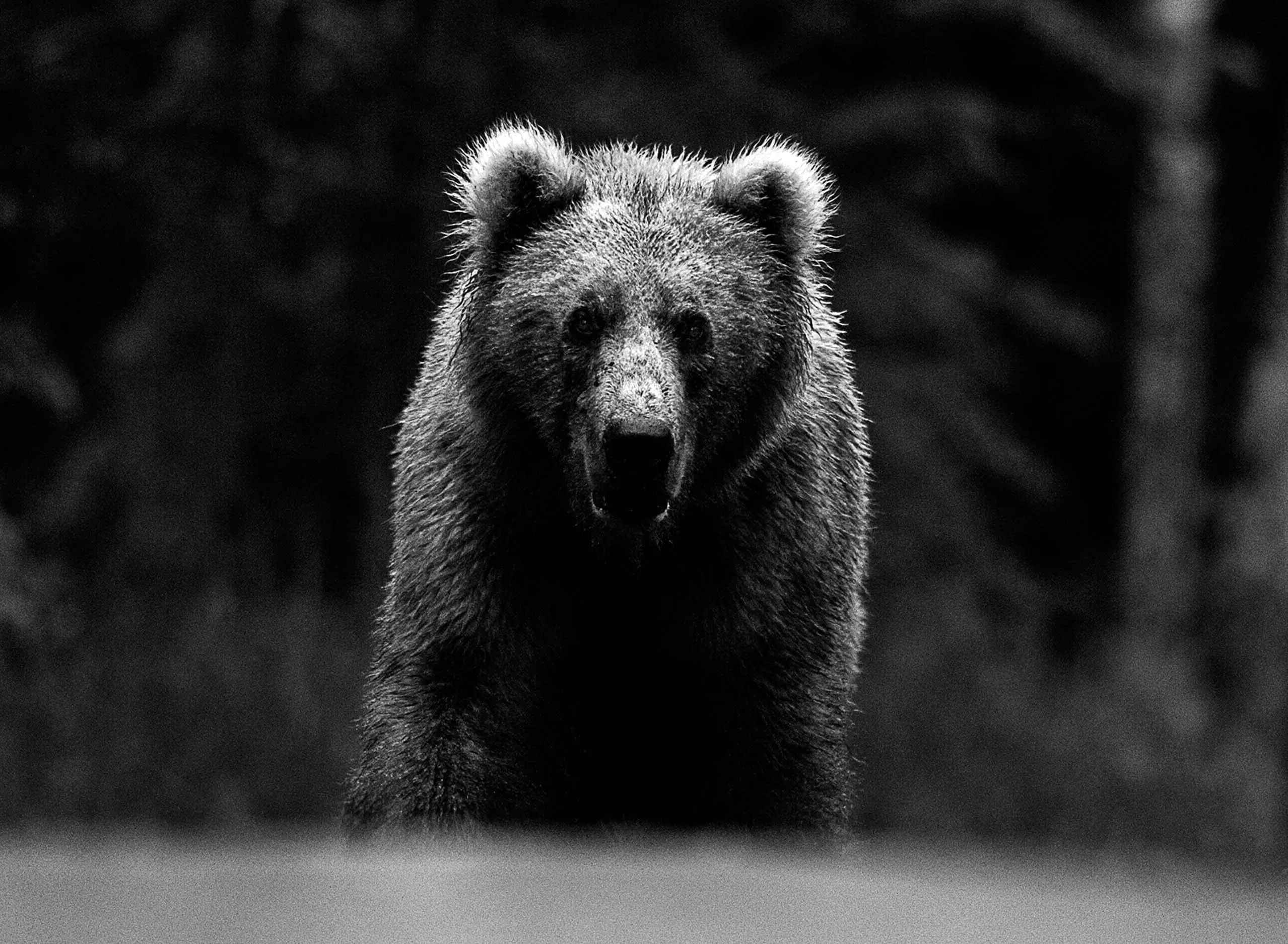 Медведь на черном фоне. Дэвид Ярроу медведь. Медведь черно белый. Медведь Гризли. Бурый медведь.