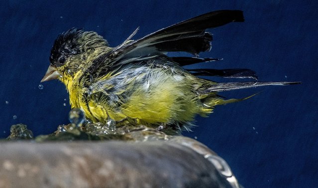 An American goldfinch takes a bath in a garden fountain in Placentia (near LA), California, US on September 19, 2024. (Photo by Bruce Chambers/ZUMA Press Wire/Rex Features/Shutterstock)