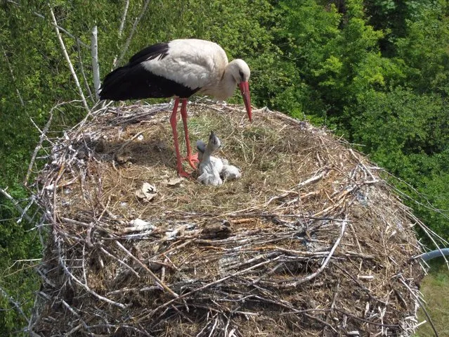 A picture taken with a drone shows a white stork with young storks in the nest in Santok village, Poland, 01 June 2022. (Photo by Lech Muszyński/EPA/EFE)