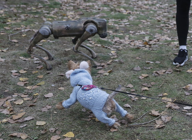 A dog on a leash reacts to a cyber dog being operated in a park in Kyiv, Ukraine, 13 October 2024. Ukraine could soon unleash robot dogs on its front lines, replacing soldiers for perilous missions according to some media reports. Russian troops entered Ukrainian territory on 24 February 2022, starting a conflict that has provoked destruction and a humanitarian crisis. (Photo by Sergey Dolzhenko/EPA)