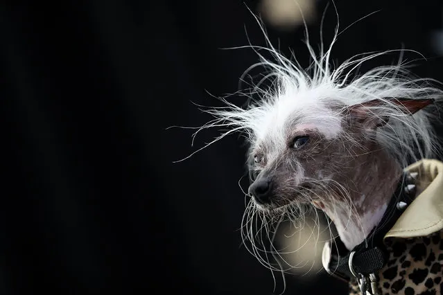 A Chinese Crested dog named Rascal Deux of Sunnyvale, California, looks on during the 2016 World's Ugliest Dog contest at the Sonoma-Marin Fair on June 24, 2016 in Petaluma, California. (Photo by Justin Sullivan/Getty Images)