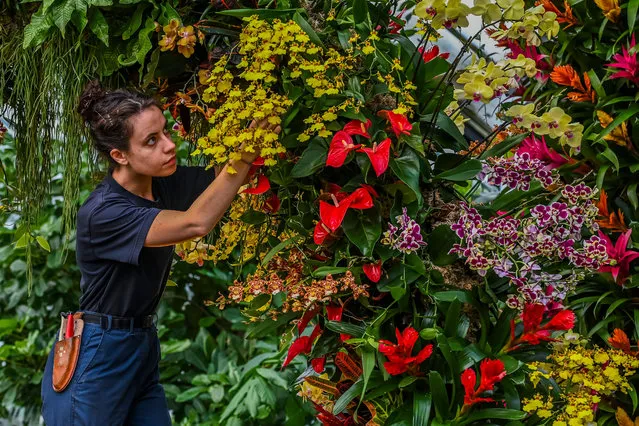 Kew Garden apprentice Alice McKeever adjusts orchids during a press preview of Kew gardens 25th annual Orchid Festival in London, Thursday, February 6, 2020. The first festival with an Indonesian theme has over 5000 orchids on display. The show opens to public on Saturday Feb. 8,2020 and lasts until March 8, 2020. (Photo by Guy Bell/Rex Features/Shutterstock)