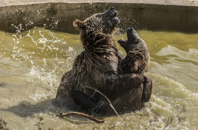 Brown bears cool off in a pool at the bear sanctuary near the Badovc lake on August 19, 2015 in Badovc, during a heat wave in Kosovo. (Photo by Armend Nimani/AFP Photo)