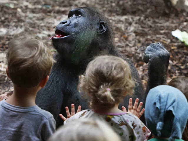 Children watch a gorilla gesturing in the zoo in Frankfurt, Germany, Tuesday, September 5, 2017. (Photo by Michael Probst/AP Photo)