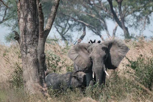 African elephants stand under a tree at the Murchison Falls National Park in northwest of Uganda, on January 25, 2020. When exploitable crude oil deposits were discovered in 2006 in the Lake Albert region, Uganda began to imagine itself as a new oil Eldorado. But 14 years later, the mirage has faded, and it is still waiting to extract its first drops of black gold This discovery had raised wild hopes in a country where 21% of the population lives in extreme poverty. The Ugandan government saw the prospect of earning at least $1.5 billion a year and increasing its GDP per capita from $630 to over $1,000. (Photo by Yasuyoshi Chiba/AFP Photo)