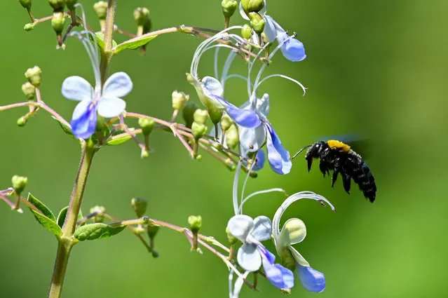A bee feeds on nectar at the Gardens by the Bay in Singapore on April 4, 2022. (Photo by Roslan Rahman/AFP Photo)