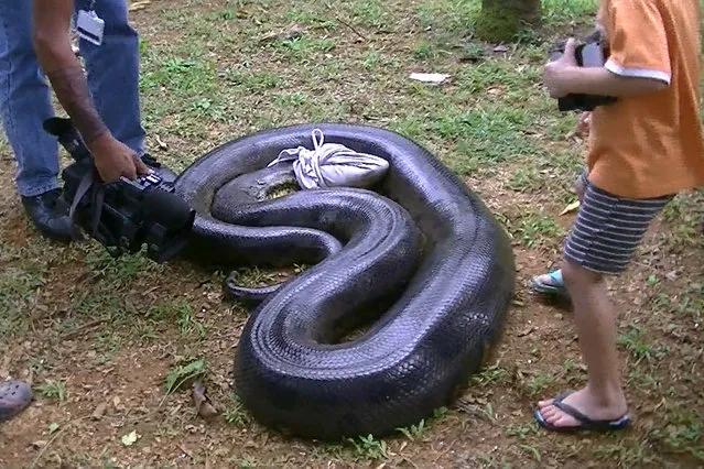 A 17ft anaconda which ate a pet dog seen blindfolded with a t-shirt in Montsinery, French Guiana. (Photo by Sebastien Bascoules/Barcroft Media/ABACAPress)