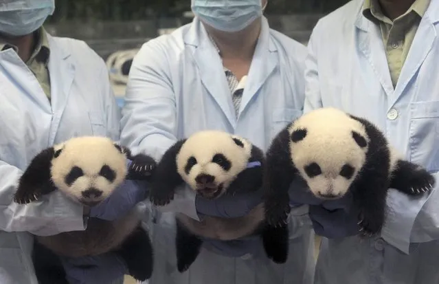 Feeders pose for photographs as they hold giant panda triplets, which recently opened their eyes, at Chimelong Safari Park in Guangzhou, Guangdong province September 19, 2014. According to local media, the triplets, currently in good health, are the fourth set of giant panda triplets born with the help of artificial insemination procedures in China, and the birth is seen as a miracle due to the low reproduction rate of giant pandas. (Photo by Reuters/Stringer)